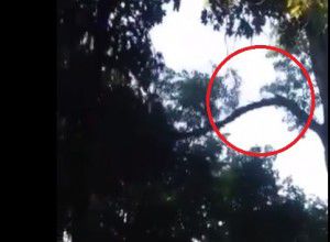Видео снят очевидцами, по их словам, в парке "Алунелул".