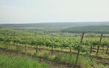 13-е место в мире по площади виноградников заняла наша страна по итогам прошлого года.