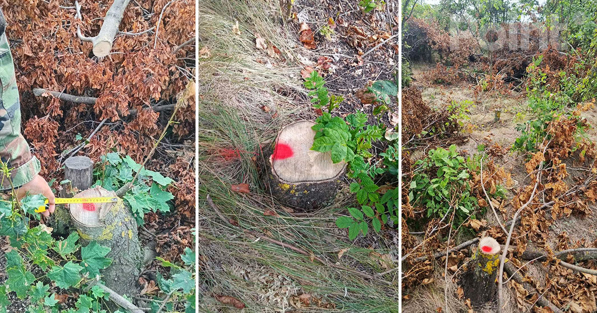 Noi cazuri de tăieri ilegale de arbori, identificate la Dondușeni.