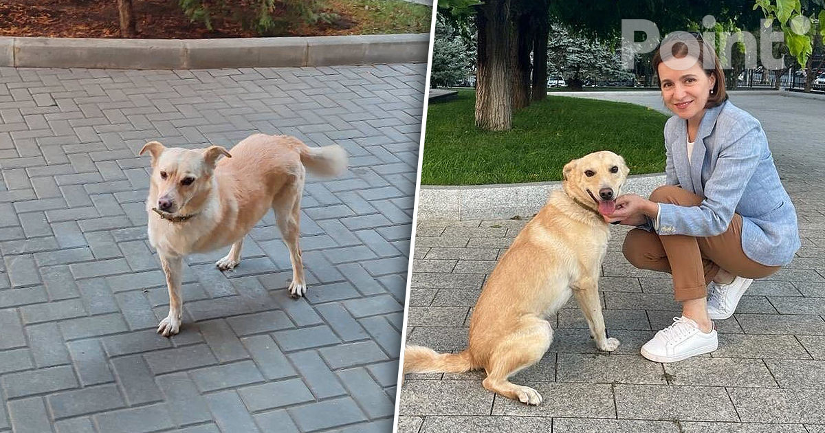 Câinele Maiei Sandu a evadat din curtea Președinției: Codruț a fost găsit și returnat.
