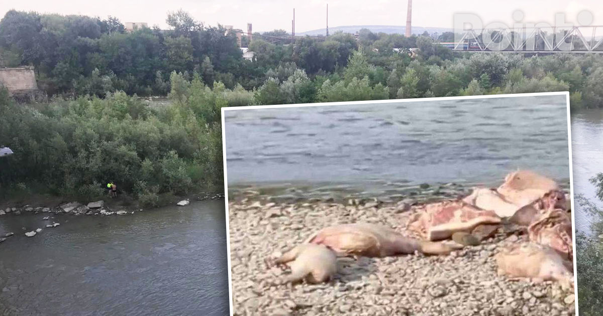 В Черновцах на берегу Прута нашли туши свиней, зараженные африканской чумой.