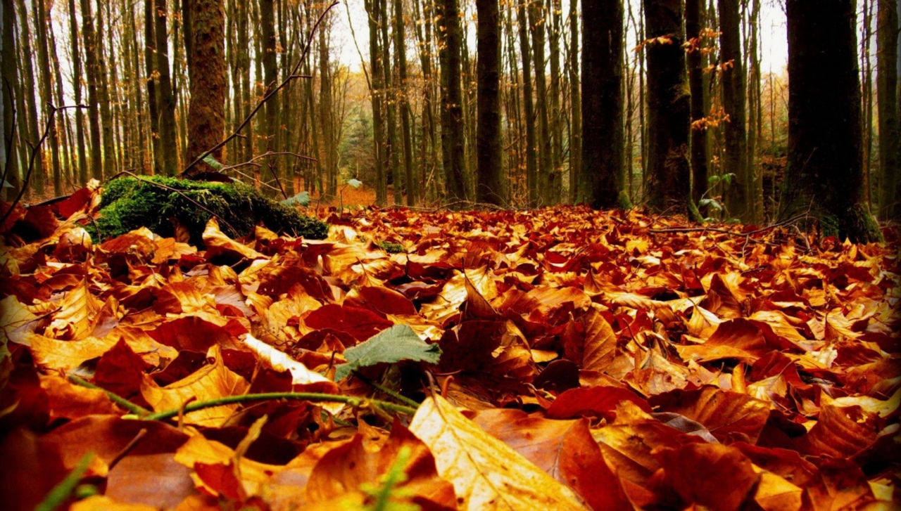 Vremea în Moldova se va stabiliza treptat în weekend.