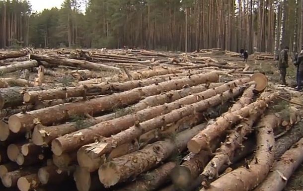 В Украине заявили о рекордном восстановлении лесов.