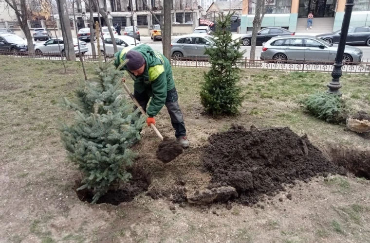 На столичных улицах проводится обновление зеленых насаждений.