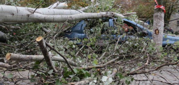 Un bătrân a decedat, omorât de un copac pe care a vrut să-l taie. Foto: reporterntv.ro