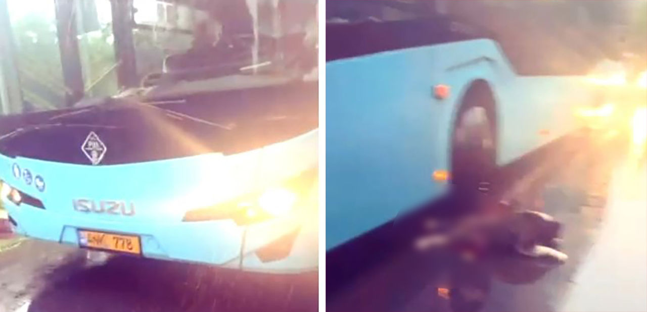 Apărătorii drepturilor animalelor cer pedepsirea unui șofer de autobuz care a trecut în mod intenționat peste un câine.