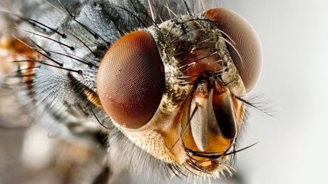 În interiorul muştei rămân viruşi şi bacterii care se răspândesc şi îmbolnăvesc oamenii.