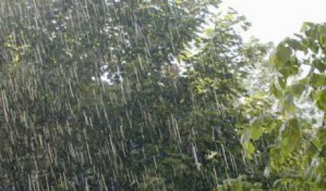 Furtuna a pus la pământ mai mulţi arbori şi a distrus zeci de terenuri agricole şi livezi. Foto: jurnal.md