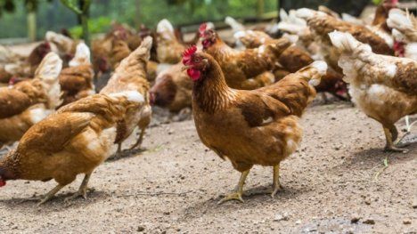 В Болгарии зафиксирована вспышка птичьего гриппа H5N8.