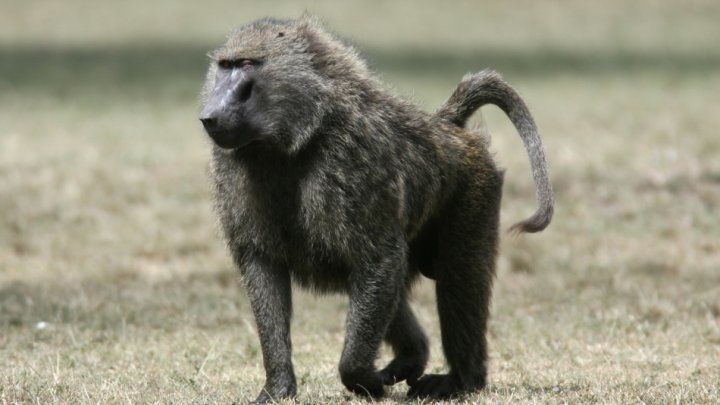 50 de babuini au evadat dintr-o grădină zoologică din Paris.