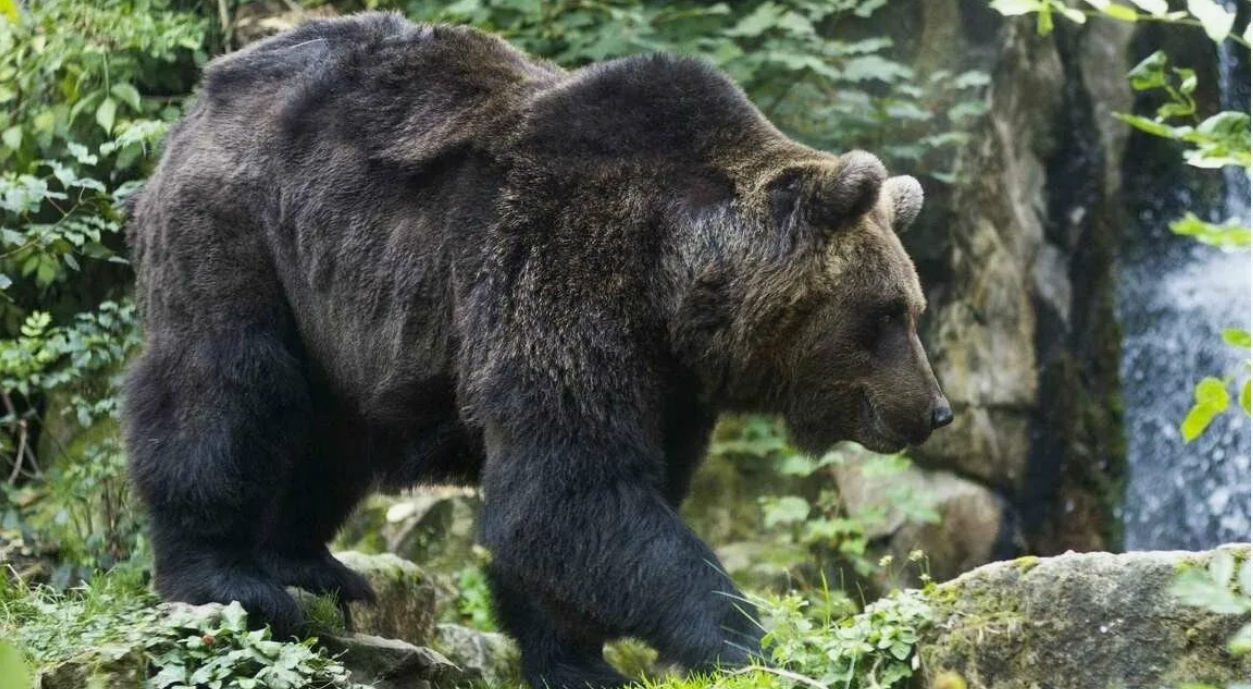 В Румынии медведь убил девушку на лесной тропе и нападал на спасателей, его застрелили.