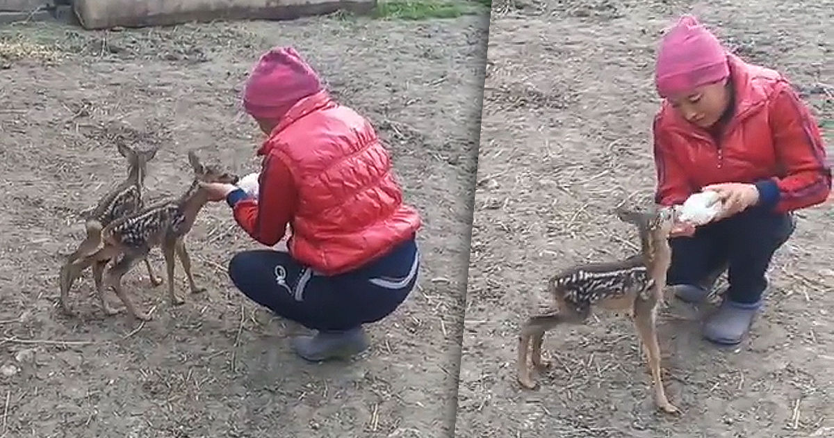 В Сорокском районе нашли двух истощенных детенышей косули. 