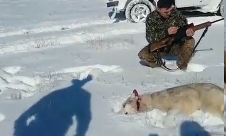 Волк притворился мёртвым и напал на охотника.