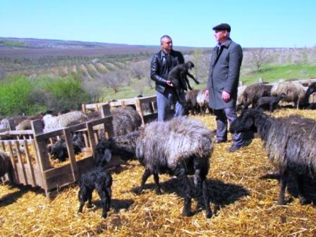 Об успешном бизнесе семьи Кочиеру знают в районном управлении сельского хозяйства.