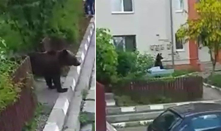 В Румынии медведь днем пришел к многоэтажным жилым домам.