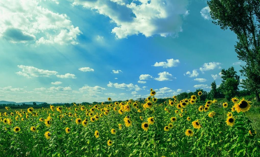 Vreme caniculară prognozează meteorologii pentru astăză. 
