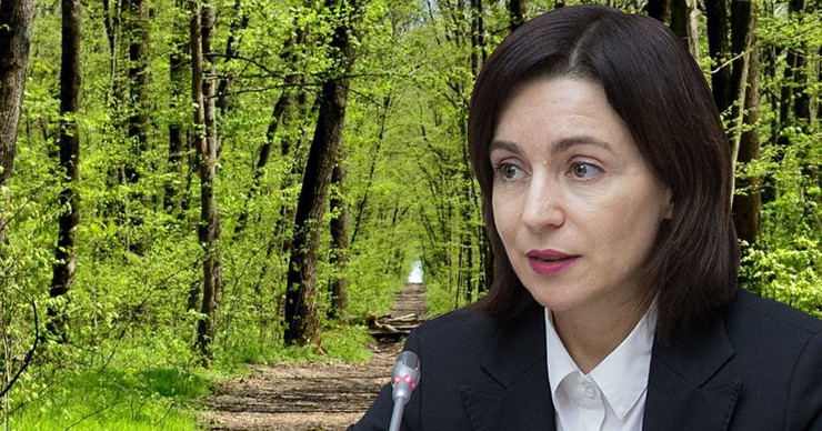 Президент Майя Санду созвала рабочую группу по подготовке Национальной программы лесовосстановления. Коллаж Point.md.