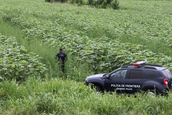 Firele de cânepă erau cultivate pe un teren cu suprafața de circa 2,4 ha.