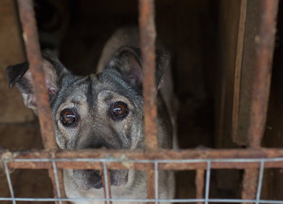 Pompierii ruși au intervenit în această dimineață la un azil de animale din regiunea Moscova. Foto: RIA Novost