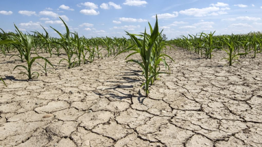 Catastrofele naturale provoacă anual pierderi de miliarde de dolari fermierilor.