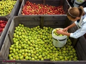 Agenția Națională pentru Siguranța Alimentelor (ANSA) face bilanțul cantității de fructe returnate, în această toamnă, din Federația Rusă.