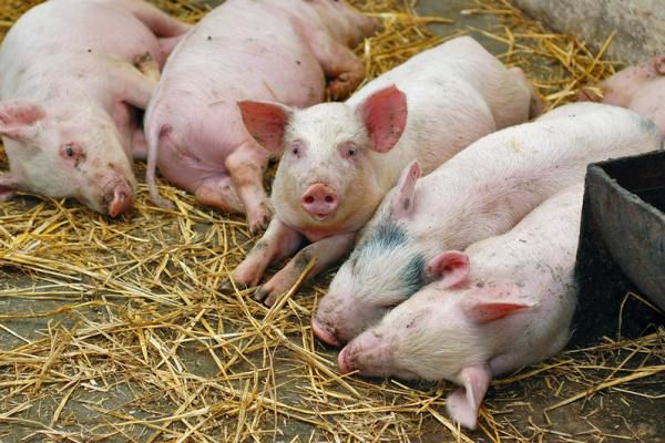 Ввоз в Приднестровье живых свиней и продуктов животного происхождения из Молдовы запрещён.