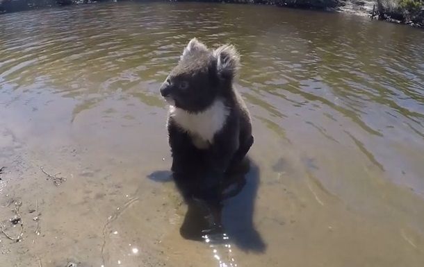 Плывущую в реке коалу сняли на видео.