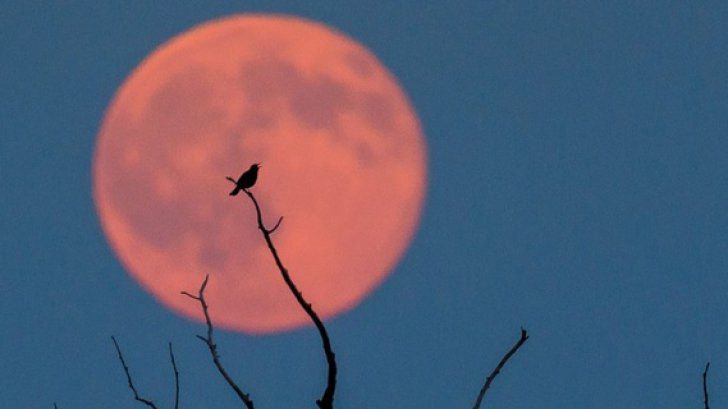 Ultima Lună Nouă a anului 2017 aduce cu sine energia începutului. 