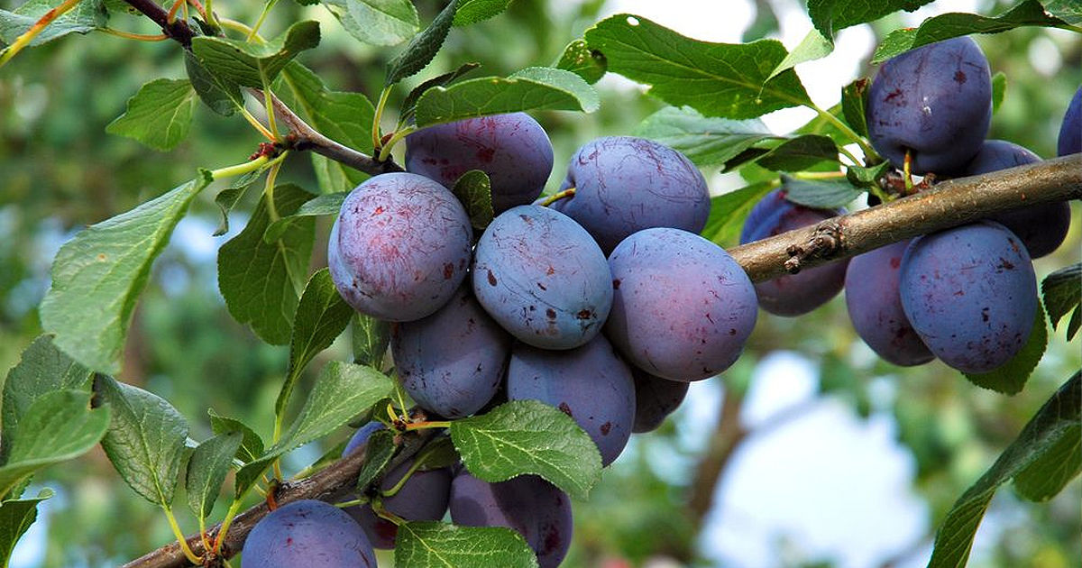 Roada de prune a acestui an din Moldova, mai mică decât recolta record din 2023.