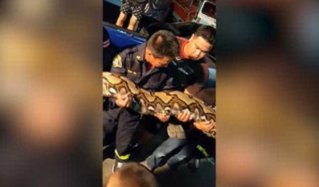 Şarpe uriaş, găsit în plină stradă în capitala thailandeză. Foto: fluierul.ro