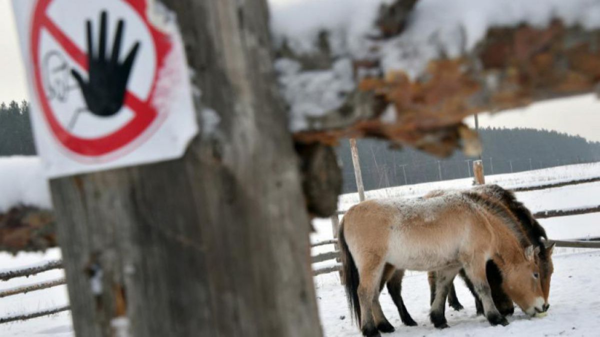 În 30 de ani, Cernobâl a devenit o rezervație unică a faunei sălbatice. Foto: tv5monde.com