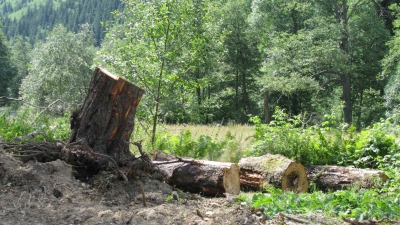 Raionul Ungheni, pădurea din apropierea satului Bahmut. Aici au loc cele mai multe tăieri ilicite din această zonă.