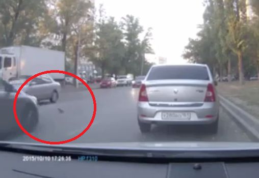 Птичка гуляла на газоне, потом решила перейти дорогу.