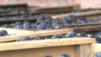 Peste 19 tone de prune au fost întoarse de la frontieră pe motiv că ar conţine insecte dăunătoare.