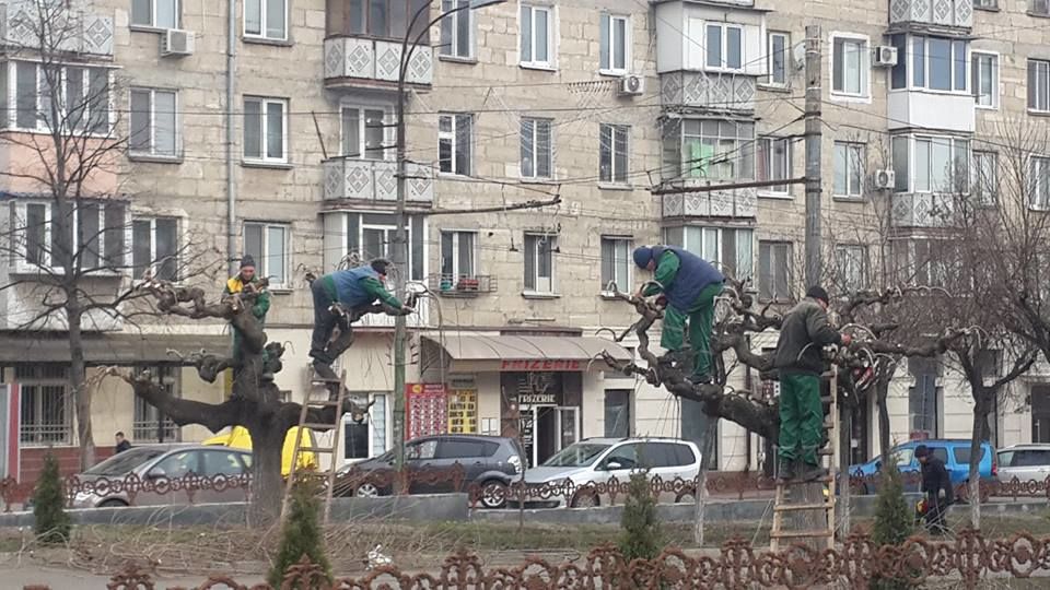 В столице проводится весенняя обрезка деревьев.