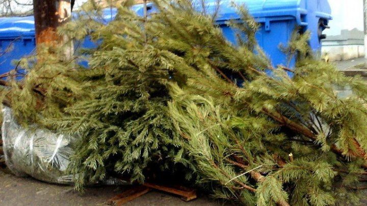 В Кишиневе надеются собрать на переработку больше новогодних елей, чем год назад.
