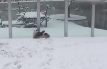 В Сети появилось видео панды, которая обрадовалась недавно выпавшему в Китае первому снегу. 