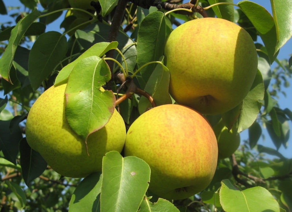 В Молдове начался рост цен на яблоки ранних сортов.
