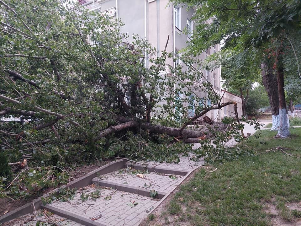 Ветер повалил большое дерево возле дома детского творчества в Комрате.