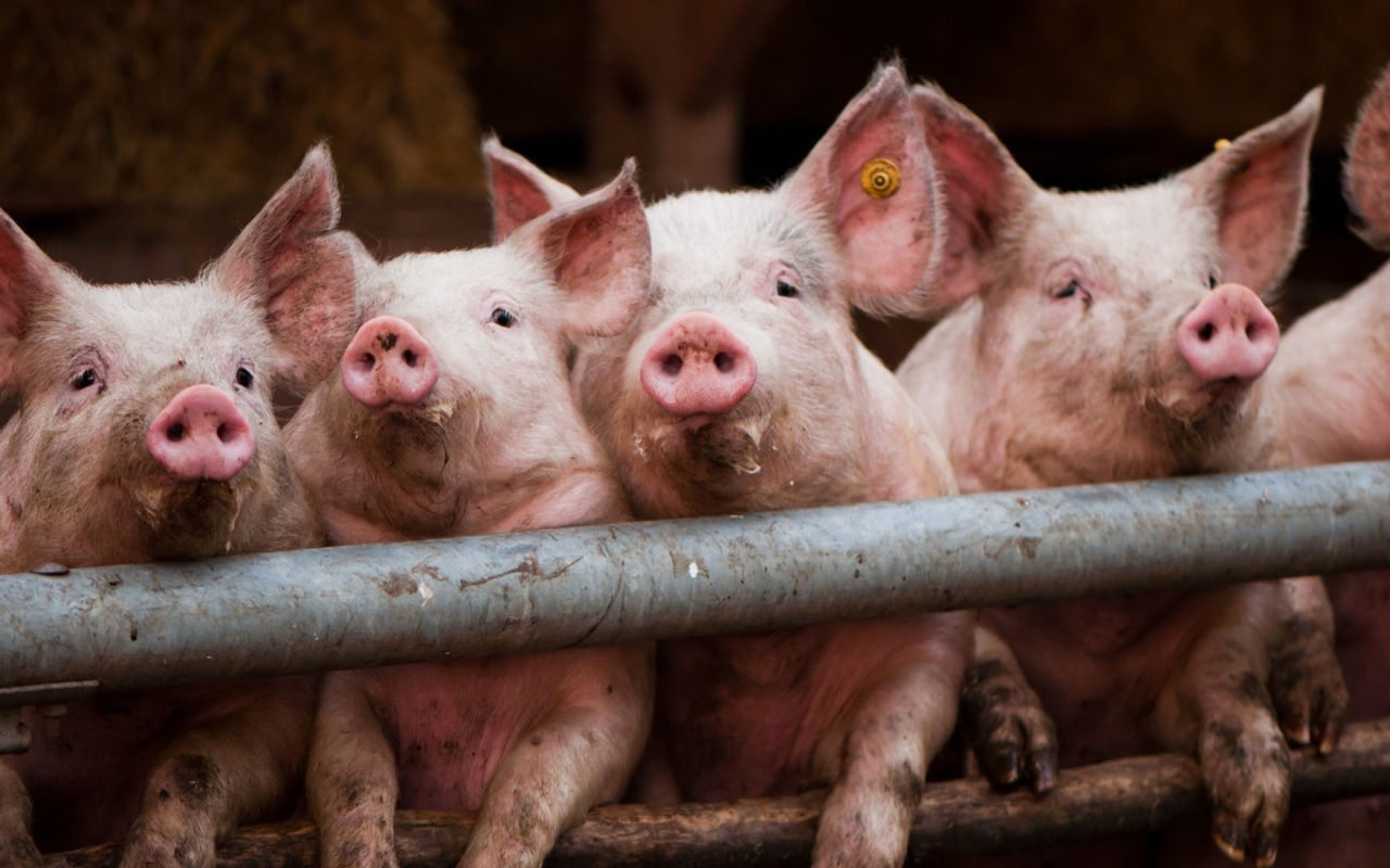 Două focare noi de pestă porcină africană, înregistrate în R. Moldova.