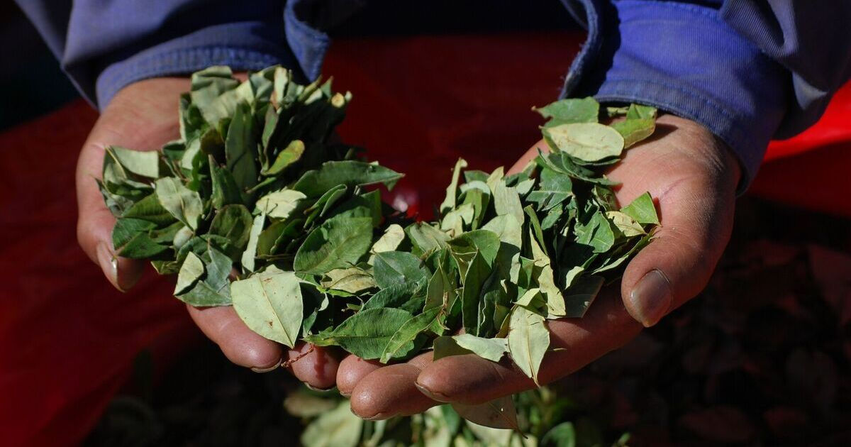 Europenii au folosit cocaina în scopuri medicinale încă din secolul al XVII-lea.