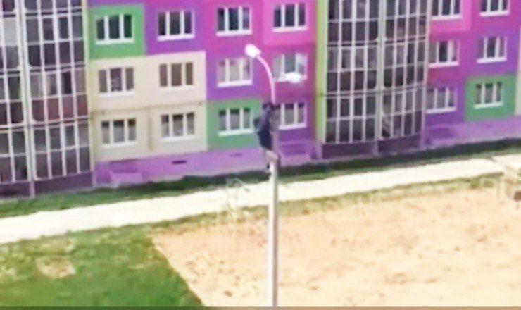 В Чебоксарах мужчина залез на фонарный столб, чтобы спасти ворону.