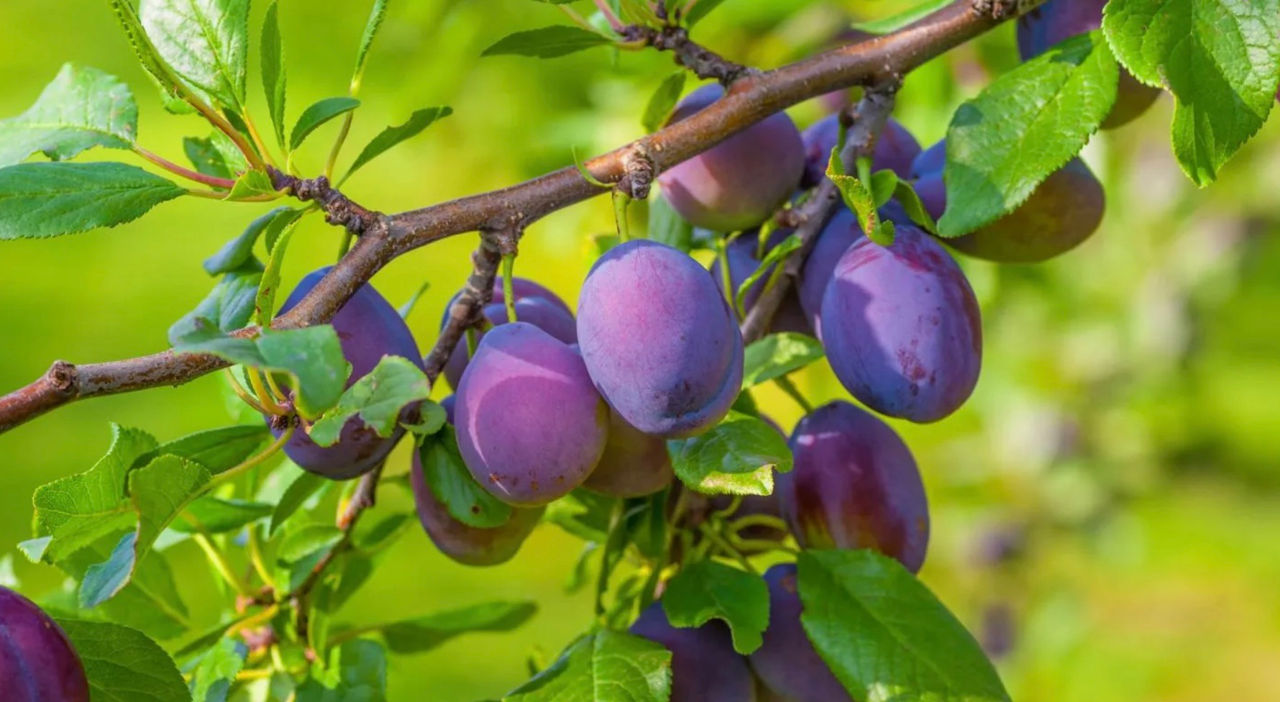 Înghețurile din mai ar putea duce la pierderea recoltei de prune.