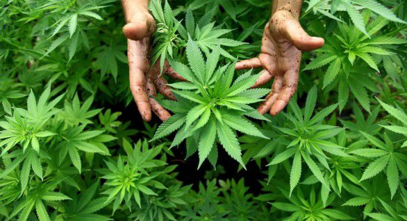 Doi membri ai unei grupări specializate în prepararea și comercializarea substanțelor narcotice, în valoare de un milion de euro, au fost reținuți în flagrant de poliție.