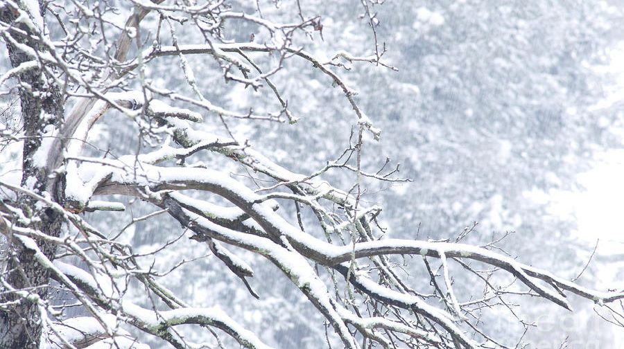 Vremea se răceşte simțitor. Când va ninge în Moldova. Foto: economica.net