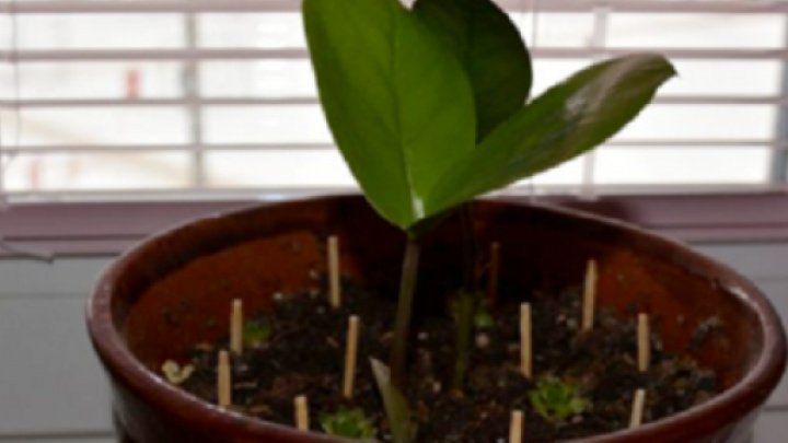 Ingredientul care se pune la rădăcina florilor ca să nu se ofilească