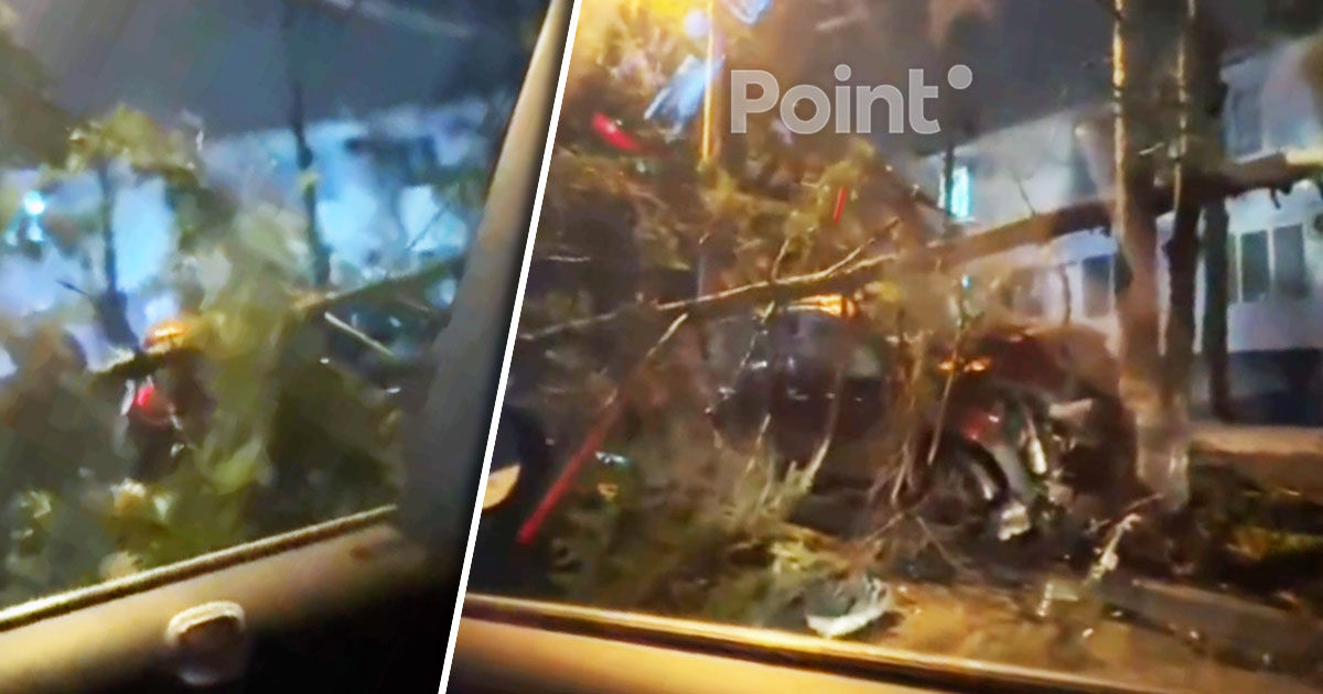 В Кишиневе на Чеканах пьяный водитель снес дерево.