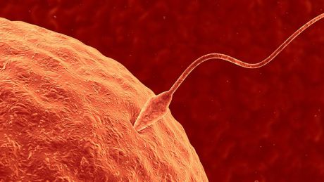 Vor exista contraceptive pentru bărbaţi. Foto: Science