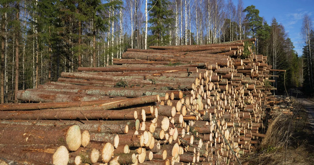 Suedia și Finlanda cer ca UE să permită tăieri mai mari de păduri.