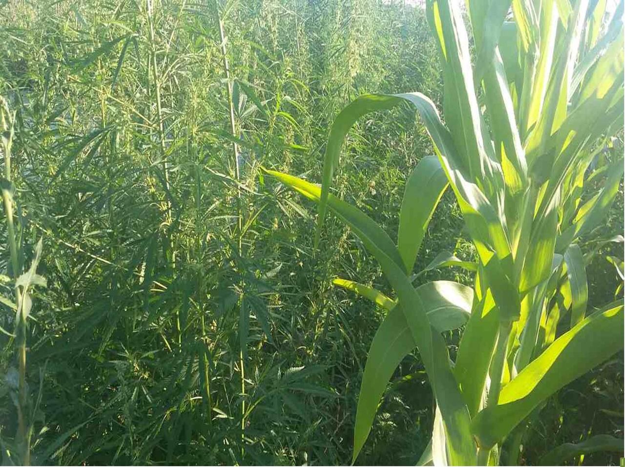 A plantat cânepă printre rândurile cu porumb. Ce riscă făptașul. Foto: politiacapitalei.md